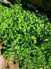 Pennywort gotu kola for sale  Las Vegas