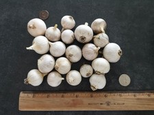 elephant garlic for sale elephant garlic for sale Leonard