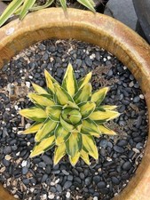 variegated succulent for sale  Milpitas
