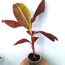 Musa siam ruby usato  Massa di Somma