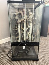 tarantula tank for sale tarantula tank for sale LLANDUDNO