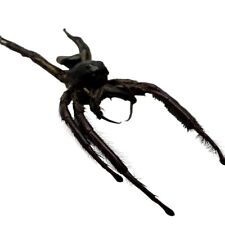 Giant jumping spider usato  Spedire a Italy