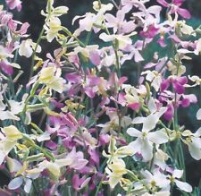 Stock night scented for sale  GREAT YARMOUTH
