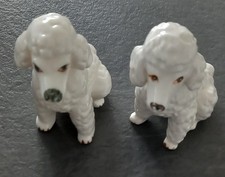 french poodle for sale  WASHINGTON