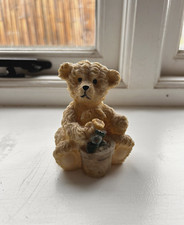 Mini teddy plant for sale  HARTLEPOOL