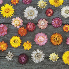 Bunte strohblumen holz gebraucht kaufen  Freital