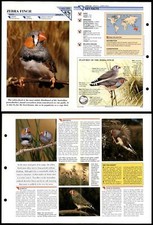 Zebra finch 262 for sale  SLEAFORD