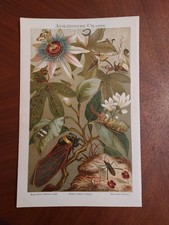 Rig chromolithographie auslän gebraucht kaufen  Nauen