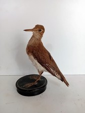 Oiseau naturalisé taxidermie d'occasion  France