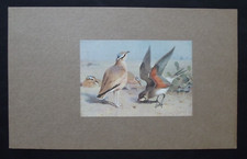 Vintage print cream for sale  HAYLING ISLAND