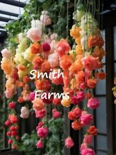 Seeds rainbow weeping for sale  Grandview