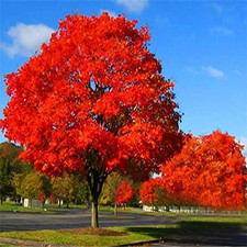 Live tree seedling for sale  Denver