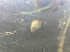 Small mystery apple for sale  Council Bluffs