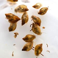 Bladder tadpole pond for sale  Philadelphia