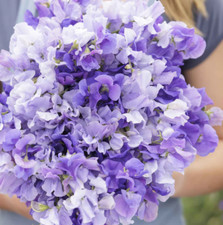 Sweet pea blue for sale  Sevierville