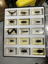 Lot inclusions insectes d'occasion  Portes-lès-Valence