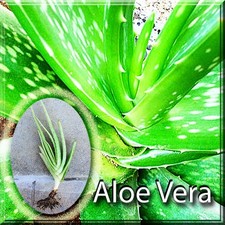Aloe vera miller for sale  Leesburg