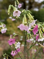 Nicotiana mutabilis colour for sale Nicotiana mutabilis colour for sale  SCUNTHORPE