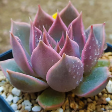 Echeveria mensa live for sale  Fallbrook