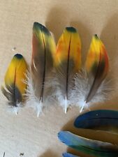 Exotic parrot feathers for sale  Bremen