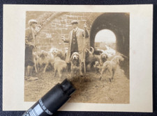 Otter hounds hunting for sale  CASTLE DOUGLAS