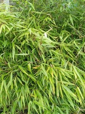 Bamboo fargesia rufa for sale  LONDON