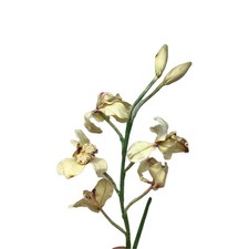 Cymbidium orchid artificial for sale  Novi