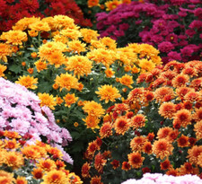 Garden mums chrysanthemum for sale  READING