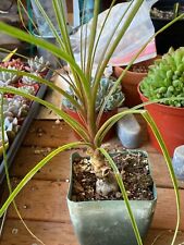 Ponytail palm recurvata for sale  Simi Valley