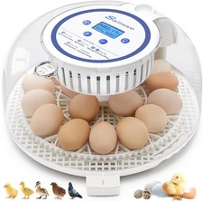 hatching eggs chicks for sale hatching eggs chicks for sale USA