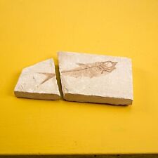 Pesce fossile usato  Ferrara