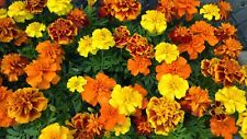 French marigold sparky for sale  Deltona