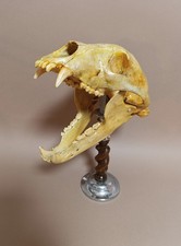 Taxidermy cabinet curiosites usato  Roma