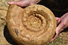 Géante ammonite pseudotelocer d'occasion  Pont-à-Mousson