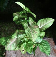 Syngonium tricolor confetti for sale  Hollywood