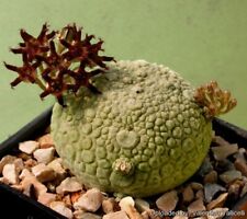 pseudolithos for sale  HEBDEN BRIDGE