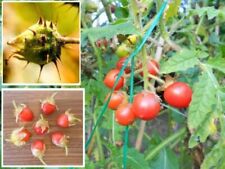 Litchi tomate duftsträucher gebraucht kaufen  Kaiserslautern