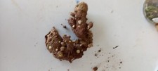 Arum lily corms for sale  PAIGNTON