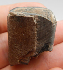 Fossil florida megalonyx for sale  Kansas City