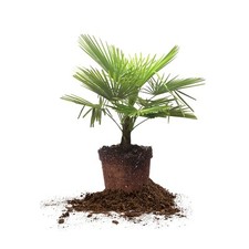 Windmill palm gallon for sale  Brentwood