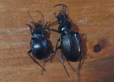 Coleoptera carabidae carabus usato  Roma