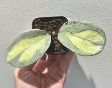 Hoya carnosa argentea for sale  Alexandria