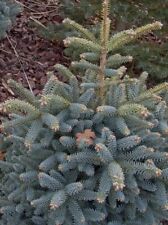 Blautanne picea pungens gebraucht kaufen  Leipzig