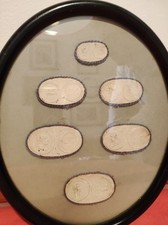 Gessi antichi numismatici usato  Pavia