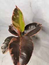 Ficus elastica belize for sale  BRISTOL