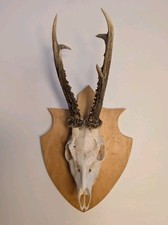 Roe deer skull for sale  Malden