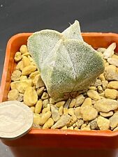 Astrophytum for sale  MOLD