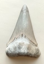 77mm chubutensis megalodon usato  Due Carrare