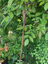 Baton pèlerin canne d'occasion  Nègrepelisse