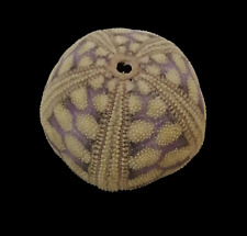 Echinoidea riccio mare usato  Italia